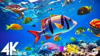 THE BEST 4K AQUARIUM [60FPS] - Full Documentary - Beautiful Coral Reef Fish Video - Stress Relief