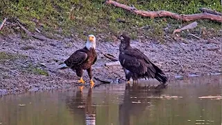 SWFL Eagles ~ E23 & Dad Fun Time At The Pond! Play Time, Bottom Dipping & Swooping Ducks! 😊 4.1.24