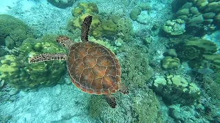 Sea Turtle Swimming at Karpata Reef in Bonaire