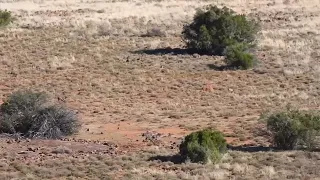 Long Range Hunting Springbuck - Vapor Trail