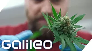 Ist Cannabis ernten legal? | Galileo | ProSieben