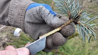 Прививка хвойных . Голубая ель на обычную .Личный опыт .