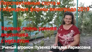 Виноград с мускатом - Хелена, участок Пузенко Натальи Лариасовны