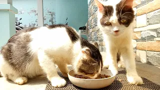 Cats come and go just for food