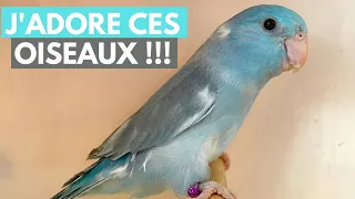 DES NOUVEAUX OISEAUX DANS DES NOUVELLES INSTALLATIONS !!!