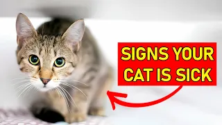 13 Hidden Signs Your Cat Is Sick | Is Your Cat Hiding Illness?