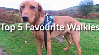 Top 5 favourite places to walk my red fox labrador