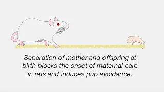 Uncovering Mechanisms of Neglect in the Maternal Brain  Early Life Deprivation Danielle Stolzenberg