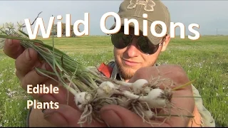 How to Identify and Pick Wild Onion