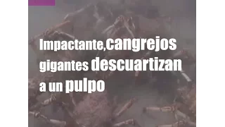 IMPACTANTE, CANGREJOS GIGANTES DESCUARTIZ4N a un PULPO