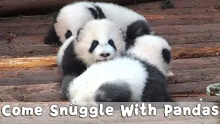 Come Snuggle With Pandas To Keep Warm | iPanda