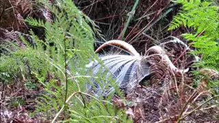 Lyrebird Sherbrooke Forest