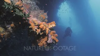 Beautiful reef wall with scuba diver, Indonesia