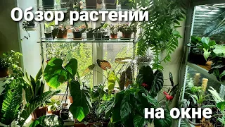 Обзор растений на окне в мае/ Нужен ваш совет