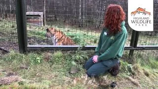 Marty the Amur tiger gets his pre-Christmas weigh-in