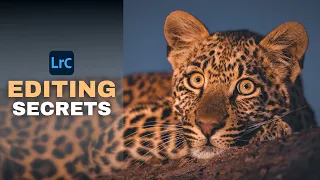 EXPOSING Lightroom Editing SECRETS For Wildlife Photography