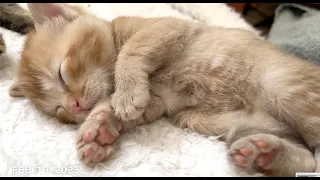 1SEC A DAY  :  KITTENS First Days