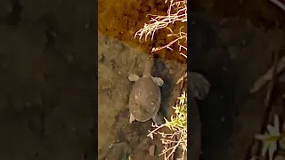 Fresh water turtle found in canal. Swabi Pakistan #nature #turtles #shorts