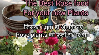 Best Homemade Fertilizer for New Rose Plants | My Secrets to Get Tons of New Growth in Roses |