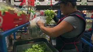 Etapas y Procesos Paking Sagrado Corazón Table Grapes - Chile