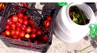 Бочковые помидоры - Как солить помидоры в бочке