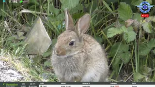 Midweek Movements - DUB Bunny - Dublin Airport LIVE Planespotting ✈️ 22/05/2024