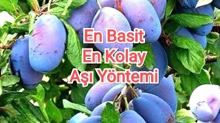 En Kolay Aşı Yöntemi Basit Anlatım (çoban aşısı) Easy Tree Grafting