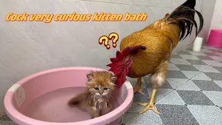 The rooster carefully observed the process of the kitten taking a bath.Cute and interesting animals