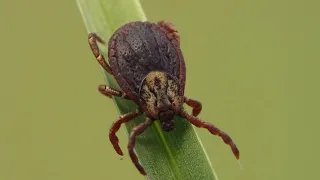 Province warning Ontarians to be careful during tick season