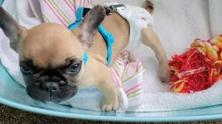 Little Frenchie won't stop talking and zooming around even he has a paralyzed leg
