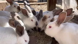 13 bunnies eating from same food dish nose to nose. Colony raised rabbits