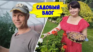 Опять СТРОЙКА! Паутинный клещ в теплице - что делать? Яблочный пирог на скорую руку, чаепитие.