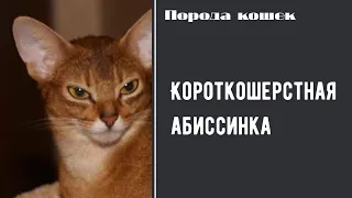 Короткошерстная абиссинская кошка : описание и характер кошек