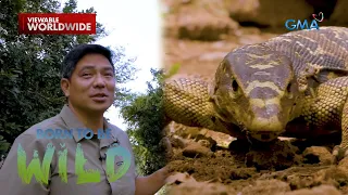 Join Doc Nielsen Donato as he visits a 'bayawak' residing in a house | Born to be Wild