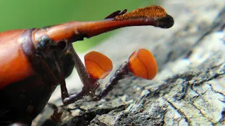 9 Weirdest Bugs In The World