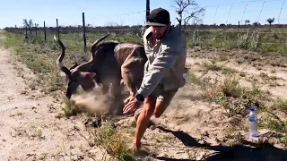 Il prend beaucoup de risques pour sauver cet animal du pétrin !