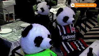 German restaurant bears out pandemic with pandas