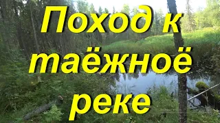 Поход на малую таёжную реку. Поиск старой заросшей тропы. Разведка по бруснике. В тайге Коми