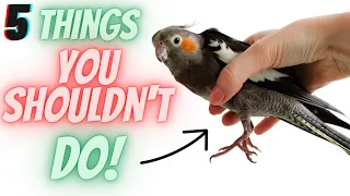 5 Things you should NEVER do to your BIRD