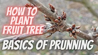 How to plant a cherry tree and basics of pruning