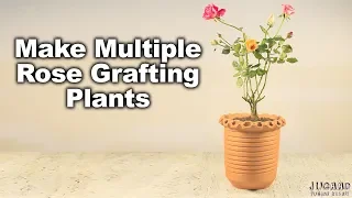 Make Multiple Rose Grafting Plants
