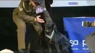 British brave dog receives pdsa dickin medal