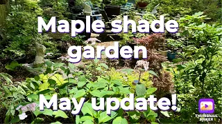 Maple shade garden - May update