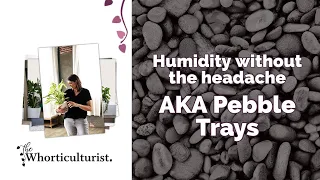 Humidity on the cheap! Let's talk pebble trays.