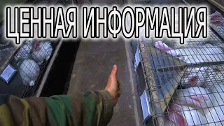 ЗАВОДИТЕ КРОЛИКОВ, СТРОИТЕ КЛЕТКИ?  В НАЧАЛЕ ПОСМОТРИТЕ !