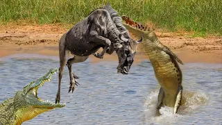 Wildebeest To Escape From Crocodile Mouth along the River | Crocodile vs HippoㅣWild Animal Attacks