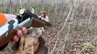 Bird Hunting with English Setter in Pennsylvania!