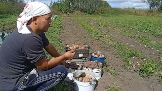 Картошка с Озон. Урожай 2022