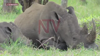 EKKUUMIRO LY’ENKULA LIGGADDWA: Aba UWA boogedde ensonga kwe basinzidde