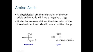 Chemistry 110, Chapter 16 -- Amino Acids, Proteins, and Enzymes